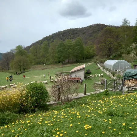 - Starsirius 산 페델레 인텔비